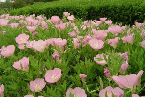 鼓励人的经典语句短句文案 别悲观日子总会阳光明媚的