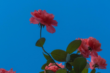 一个人的精选有道理QQ文案 落日美好该用什么理由发给你