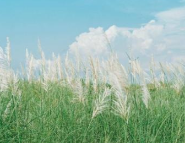 qq个性文案大全励志奋斗 愿你所到之处遍地阳光